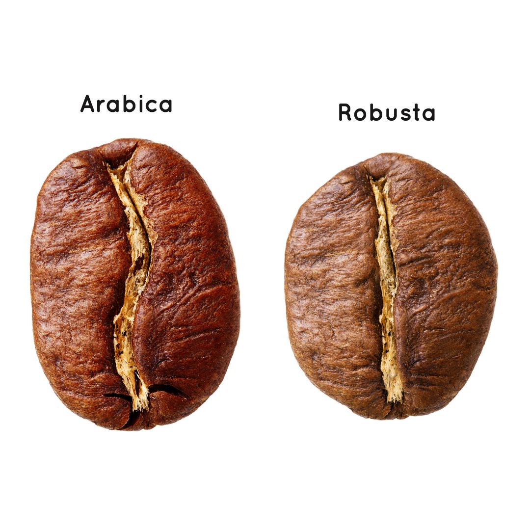 Porównanie ziaren Arabika i Robusta