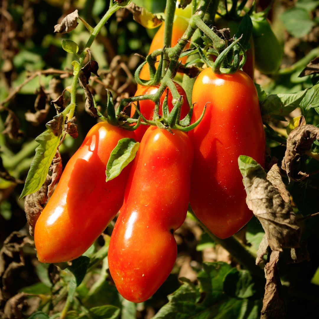 Pomidory San Marzano
