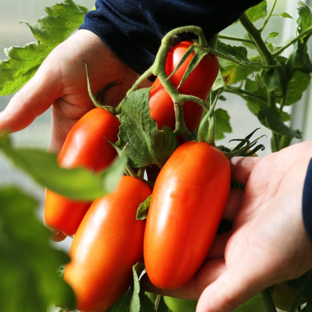 Pomidory san marzano