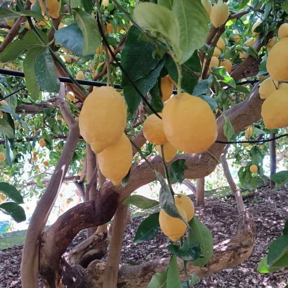 Cytryny Sfusato z Amalfi 1 kg 1