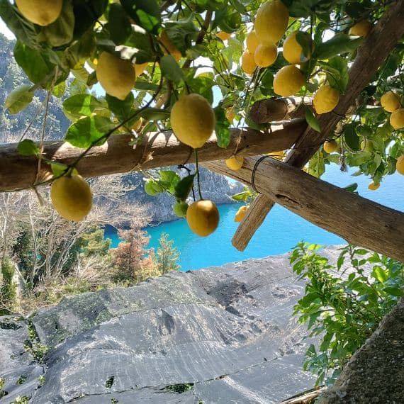 Cytryny Sfusato z Amalfi 1 kg 3